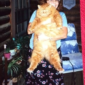 Meet your Posher, Joyce